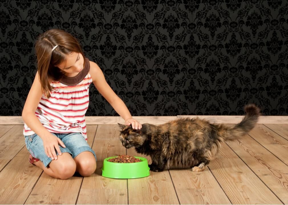 Feed pets